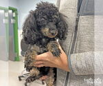 Small #1 Poodle (Toy) Mix