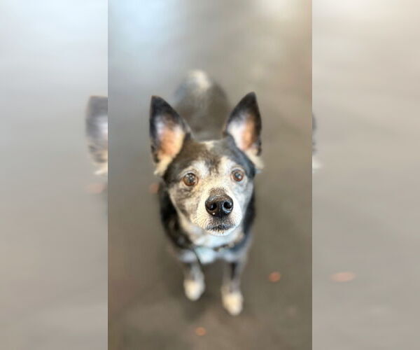 Medium Photo #3 Chihuahua-Unknown Mix Puppy For Sale in Clarkston, MI, USA