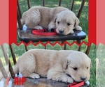 Small Photo #3 Golden Retriever Puppy For Sale in MONTROSE, CO, USA