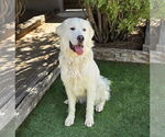 Small #2 Great Pyrenees