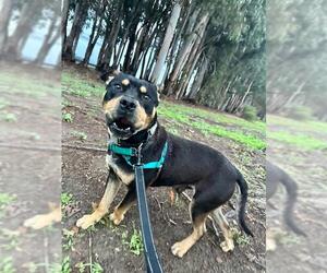 American Pit Bull Terrier-Unknown Mix Dogs for adoption in Santa Maria, CA, USA