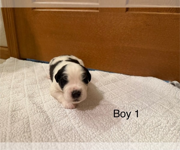 Medium Photo #8 Saint Bernard Puppy For Sale in STANLEY, WI, USA