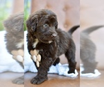 Small #4 Portuguese Water Dog