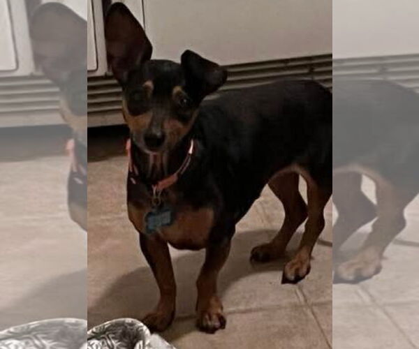 Medium Photo #2 Dachshund-Unknown Mix Puppy For Sale in Gulfport, MI, USA