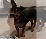 Small #1 Dachshund Mix