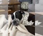 Small #1 American Bulldog-Pointer Mix
