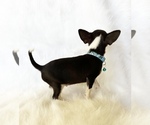 Small #5 Chihuahua