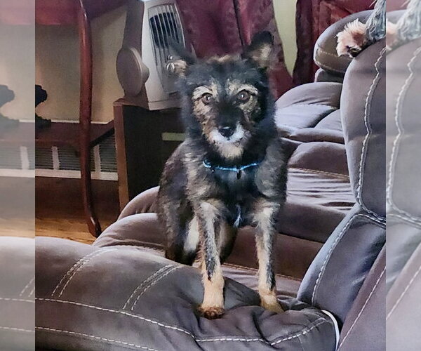 Medium Photo #4 Mutt Puppy For Sale in Alexandria, KY, USA
