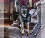 Small Photo #4 Mutt Puppy For Sale in Alexandria, KY, USA