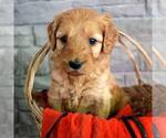 Small Photo #1 Goldendoodle (Miniature) Puppy For Sale in SAVANNAH, TN, USA
