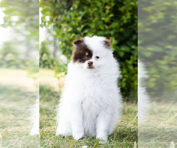 Medium Photo #11 Pomeranian Puppy For Sale in WARSAW, IN, USA