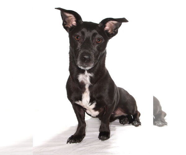 Medium Photo #4 Mutt Puppy For Sale in Oakland Park, FL, USA