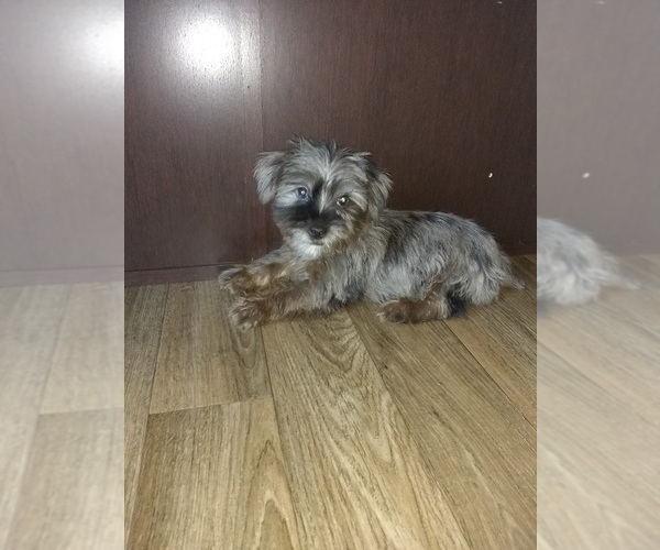 Medium Photo #10 Poodle (Toy)-Yorkshire Terrier Mix Puppy For Sale in LAPEER, MI, USA
