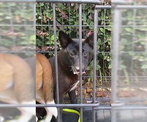 German Shepherd Dog-Unknown Mix Dogs for adoption in Ocala, FL, USA