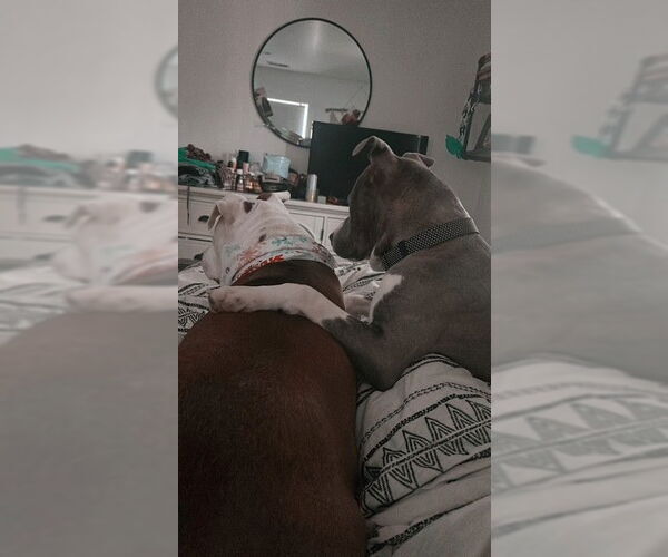 Medium Photo #4 Mutt Puppy For Sale in Cape May, NJ, USA