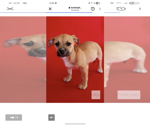 Medium Photo #3 Chihuahua Puppy For Sale in The Woodlands, TX, USA