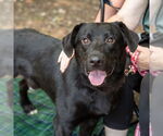 Small Photo #3 Labrador Retriever-Unknown Mix Puppy For Sale in Canton, CT, USA