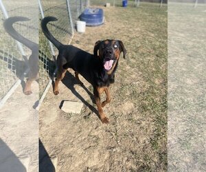 Doberman Pinscher-Unknown Mix Dogs for adoption in Lewisburg, WV, USA