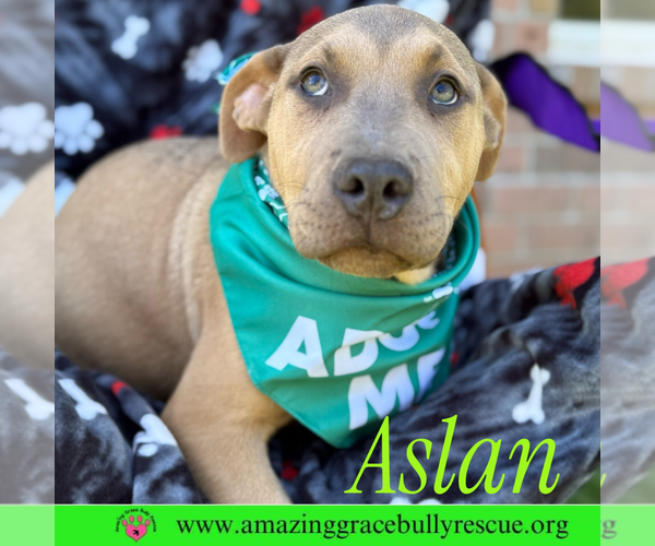 Medium Photo #2 Bulldog-Labrador Retriever Mix Puppy For Sale in Pensacola, FL, USA