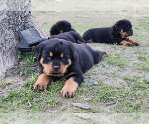 Rottweiler Puppy for sale in CLEVELAND, TX, USA