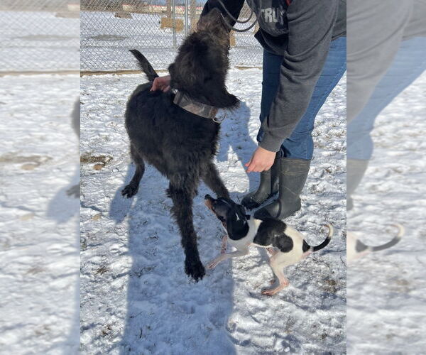Medium Photo #2 Labrador Retriever-Unknown Mix Puppy For Sale in Pierceton , IN, USA