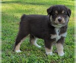 Small Photo #19 Miniature Australian Shepherd Puppy For Sale in MIDDLEBURG, FL, USA