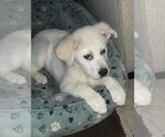 Small Photo #9 Great Pyrenees Puppy For Sale in Spring, TX, USA