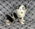 Small #3 Australian Shepherd