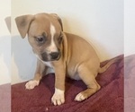Puppy Thomas American Pit Bull Terrier