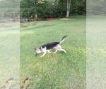 Small #3 German Shepherd Dog