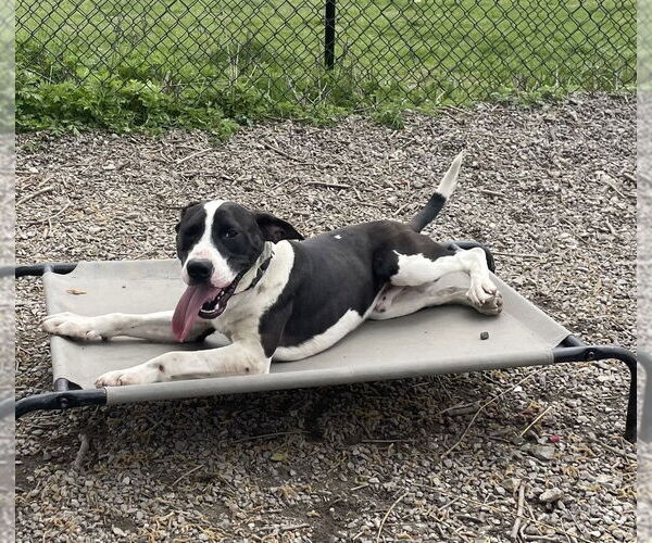 Medium Photo #10 Mutt Puppy For Sale in Elmsford, NY, USA