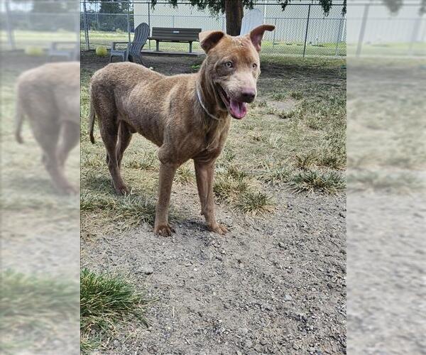 Medium Photo #1 Labrador Retriever-Unknown Mix Puppy For Sale in Conroe, TX, USA
