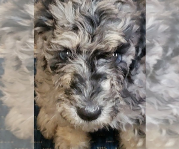 Medium Photo #17 Labradoodle Puppy For Sale in SAN ANTONIO, TX, USA