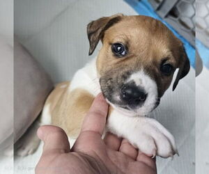 Labrador Retriever Dogs for adoption in The Woodlands, TX, USA