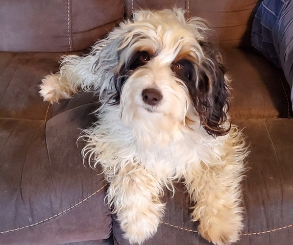 Medium Photo #1 Bernedoodle (Miniature) Puppy For Sale in LEETONIA, OH, USA