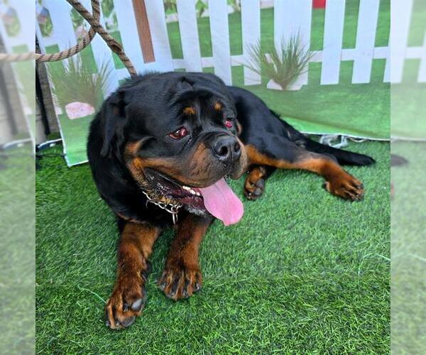 Medium Photo #1 Rottweiler Puppy For Sale in Long Beach, CA, USA