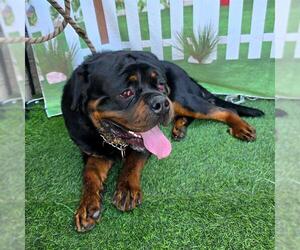 Rottweiler Dogs for adoption in Long Beach, CA, USA