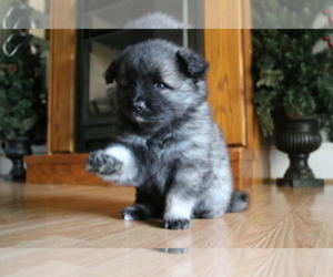 Keeshond Puppy for sale in RICHMOND, VA, USA