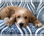 Small Photo #3 Labradoodle Puppy For Sale in LAKELAND, FL, USA