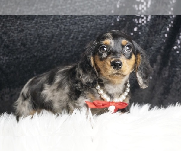Medium Photo #2 Dachshund Puppy For Sale in WARSAW, IN, USA