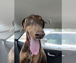 Small #4 Doberman Pinscher