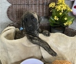 Small Photo #17 Mastiff Puppy For Sale in BRUCETON MILLS, WV, USA