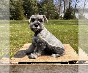 Schnauzer (Miniature) Puppy for sale in MIDDLEBURY, IN, USA