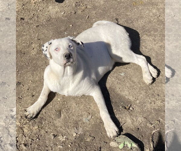 Medium Photo #7 Australian Shepherd-Dalmatian Mix Puppy For Sale in Aurora, IN, USA
