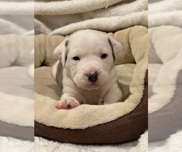 Medium Photo #2 American Bulldog Puppy For Sale in Duluth, MN, USA