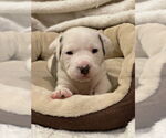 Small #1 American Bulldog