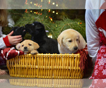 Small Photo #3 Labrador Retriever Puppy For Sale in CLEARWATER, ID, USA