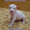 Small Photo #98 Dogo Argentino Puppy For Sale in JANE, MO, USA