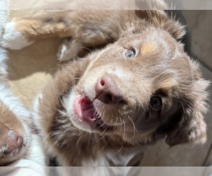 Miniature Australian Shepherd Puppy for sale in SANTA FE, NM, USA
