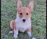 Puppy Fancy Pembroke Welsh Corgi